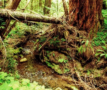 28 forest photos are insanely difficult
