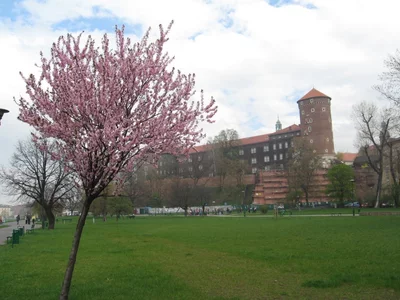 025 Wawel with a pink tree