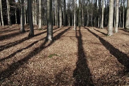07 forest shadows