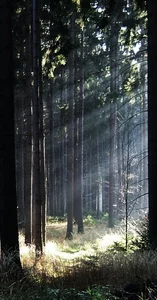 11 forest light