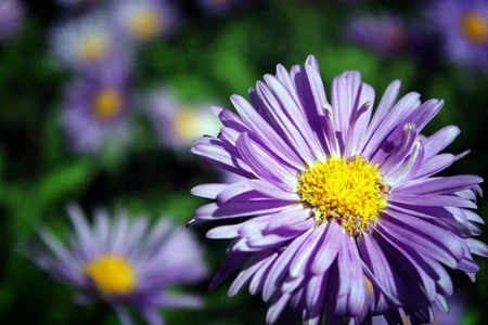 39 violet flower