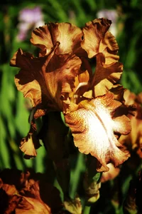 40 brown iris