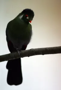 07 parrot