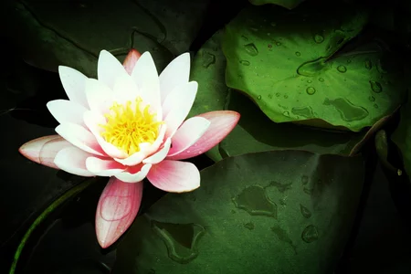 51 water lily