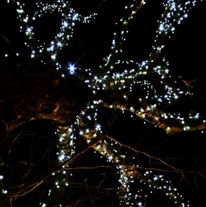 13 starry tree