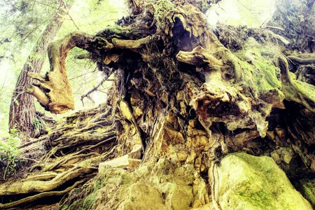 54 redwood roots