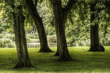 16 trees in rembrandtpark