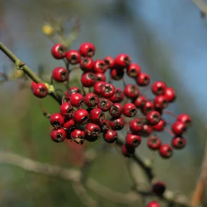 03 berries