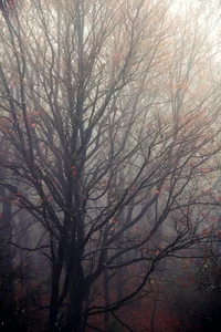 10 tree   in the fog
