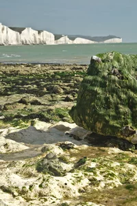 72 green living stuff on a rock