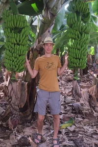 18 bananas
