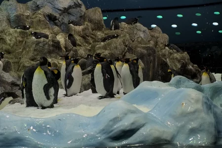 37 penguins preparing