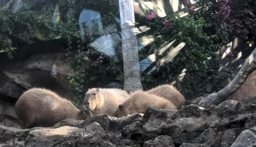40 capybara