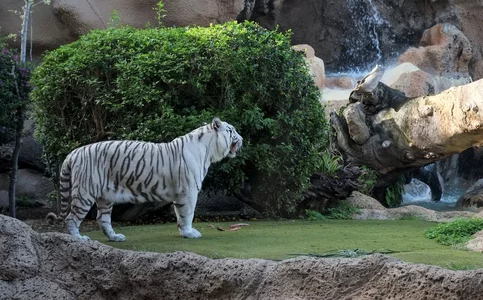 43 white tiger