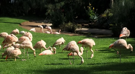 46 flamingoes